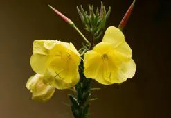 Pupalkový olej - zkrášlující síla žlutých květů